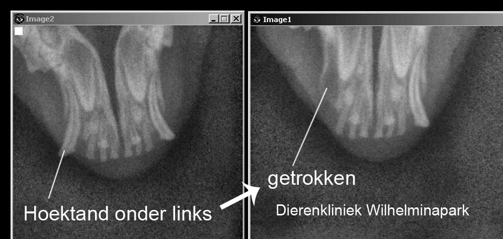 De linker onder melkhoektand is getrokken